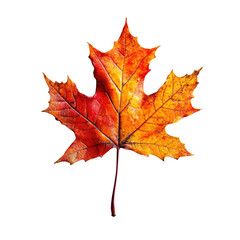 Fototapeta premium Bright orange and red maple leaf isolated on transparent background, cutout png