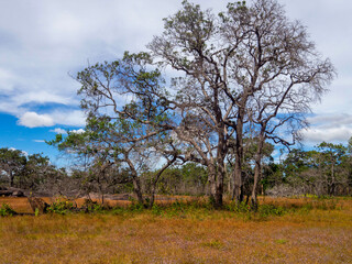 Fototapeta premium The deciduous big trees with yellow dry wild small flower field.