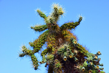 Cholla buds cactus, Close up, Sonora Desert, Mid Spring