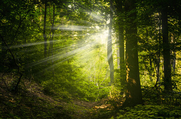 sun rays in green magical woods