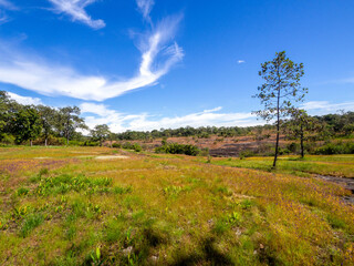 The small wildflower field with good day sky.