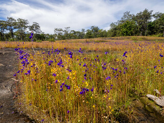 The beautiful view of small yellow and purple wild flower field on the rock floor.