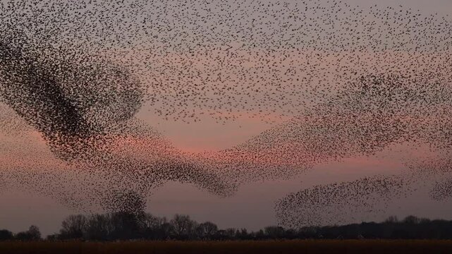Starling birds murmuration in the sky during sunset at the end of a winter day. Huge groups of starlings (Sturnidae) in the sky that move in shape-shifting clouds reacting to Sparrow hawks bird 