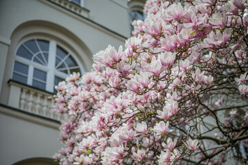 Magnolia