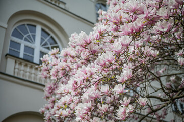 Magnolia