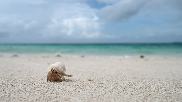Macro and close-up of hermit crayfish with beautiful shell against white sand and blue ocean in Maldives. A hermit crayfish with a beautiful shell climbs out of the shell and runs away frightened. 4k