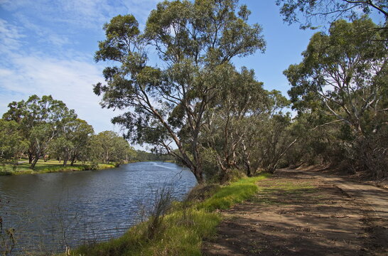Giant eucalyptus tree at Barwon River in Geelong, Victoria, Australia
