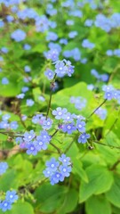 Close-up of blue forget-me-not flowers