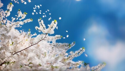 青空の下に咲く桜