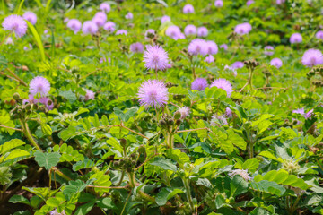 Flores Rosas de Dormideira (Mimosa Pudica)