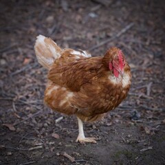Ein braunes Huhn Mit einer kahlen Stelle am Hals. Federpicken.