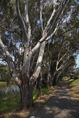 Giant eucalyptus tree at Barwon River in Geelong, Victoria, Australia
