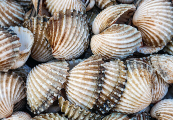 Cockle shell background Top view, Close-up of cockling, cockles, fresh food