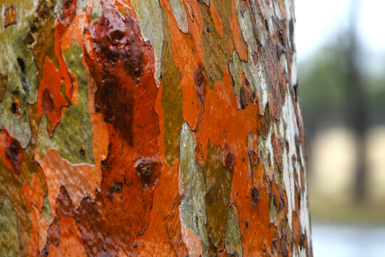 Gum trees after rain