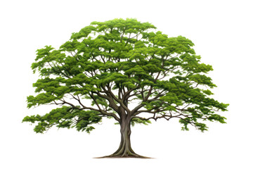 Obraz premium Lush green tropical tree with a full canopy, standing alone against a white background