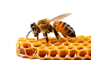 Honey bee perched on a honeycomb, with a portion of honeycomb isolated on white background