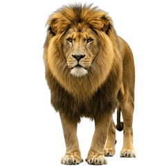 Obraz premium lion transparent background