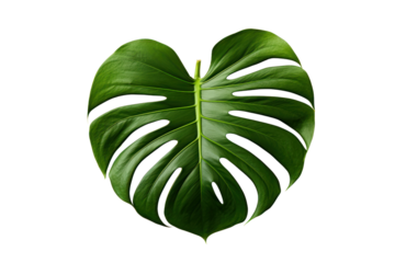 A minimalist setup of a single large monstera leaf with rich green hues placed against a white background