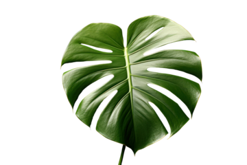 A minimalist setup of a single large monstera leaf with rich green hues placed against a white background
