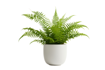 A close-up of a potted fern with lush, green fronds, styled on a white background