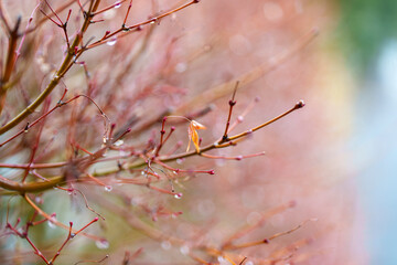 雨上がりの枯れ枝と水滴、幻想的なボケが美しい冬の終わり
Raindrops on a Withered Branch, Dreamy Bokeh and the End of Winter
