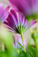 Violette Blumen mit grünem Stengel