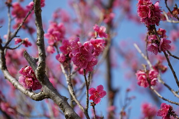 plum blossoms