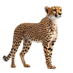Cheetah in motion capturing speed and grace in the savannah