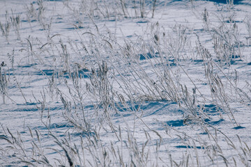 Winter morning in the field