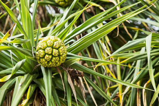 close up of pandanus with seedpod