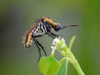 Toxophora on leaf
