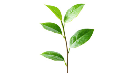 A fresh green plant stem with vibrant leaves isolated on a white background, representing nature and growth.