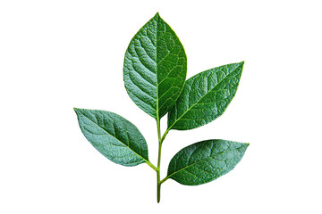 Fototapeta premium A lush green leaf cluster, showcasing vibrant colors and intricate textures, elements of nature artfully presented against a plain background.