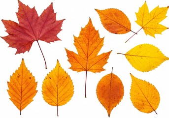 Autumn maple leaves