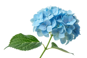 A pink magnolia flower