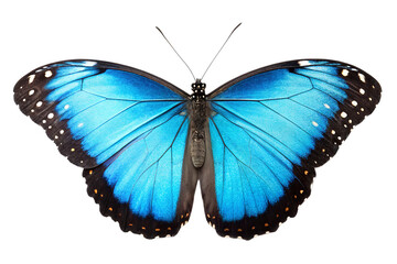 Obraz premium A blue morpho butterfly