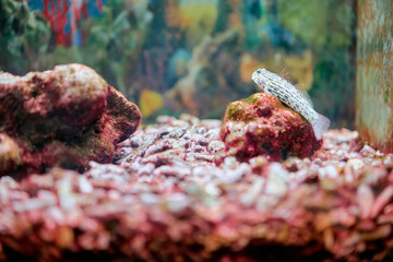 Colorful Fish Resting on Coral in a Vibrant Aquarium Scene.