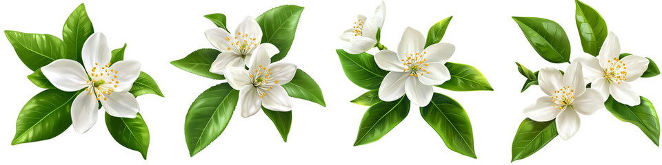 set of White lemon flowers with green leaves, white lemon flowers and green leaves, white lemon flowers surrounded by green leaves, white flowers, green leaves, on a transparent backgrounds