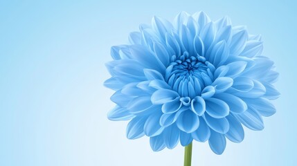 Obraz premium Blue flower on blue serene closeup of vibrant blossom against soft monochromatic backdrop