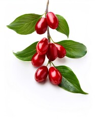 Freshly picked branch of dogwood with ripe red berries and green leaves, isolated on white background