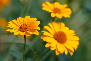 Vibrant Yellow Flowers in Bloom With Soft Green Background..