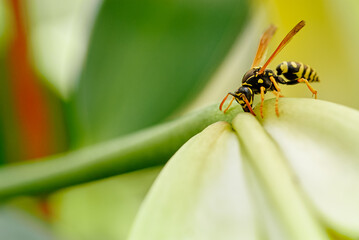 Close-Up Macro of a Wasp Resting on a Green Plant Stem