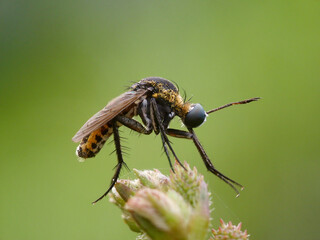 toxophora on leaf