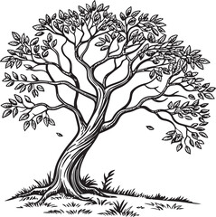 Guanacaste tree vector design