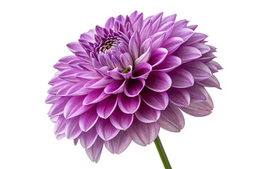 A purple dahlia flower