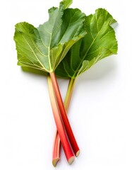 Fresh rhubarb stalks highlighting bright pink stems, spreading large verdant leaves across minimalist white background