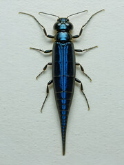 Human whipworm (Trichuris trichiura) female - permanent slide plate under high magnification