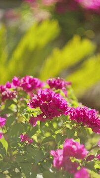 Pink Bougainvillea Flower In Summer Sunny Day. Amazing Blooming Pink Flowers Of Bougainvillea In Garden. Bougainvillea Is Thorny Ornamental Vines And Bushes. Garden Design Concept. Floral Decoration