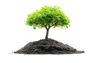 A vibrant green tree growing on a mound of rich soil, symbolizing life and growth against a clean white background.