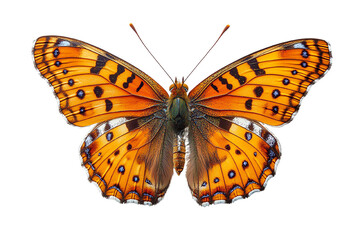 A vibrant orange butterfly with striking patterns resting gracefully against a white isolate background, showcasing natural beauty and elegance.